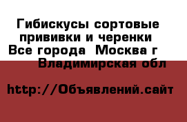 Гибискусы сортовые, прививки и черенки - Все города, Москва г.  »    . Владимирская обл.